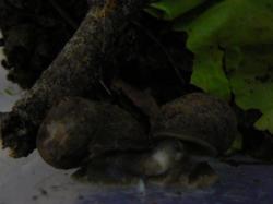 accouplement-escargots.jpg